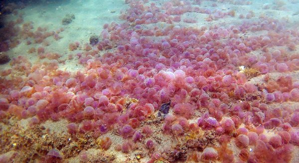 El seguimiento de índices atmosféricos puede anticipar la incidencia de medusas en playas malagueñas
