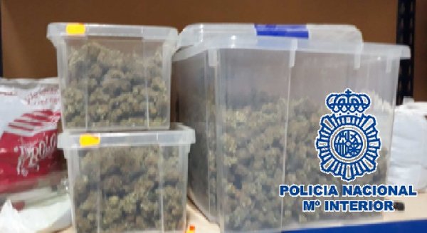 Desmantelan una plantación clandestina con 282 plantas de marihuana en un almacén de Cártama