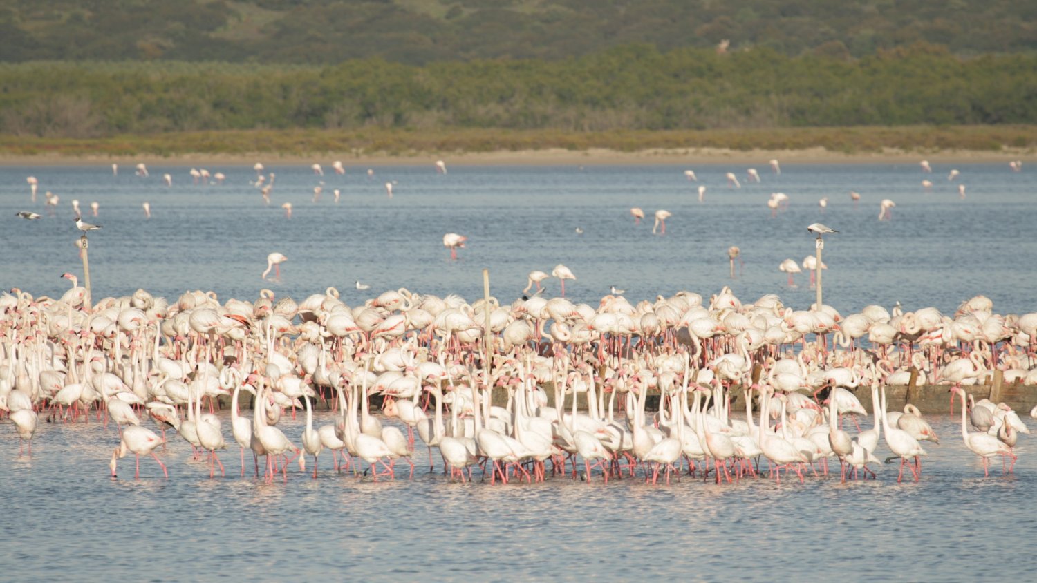 La Laguna de Fuente de Piedra cuenta en la actualidad con 8.000 parejas reproductoras de flamencos