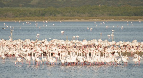 La Laguna de Fuente de Piedra cuenta en la actualidad con 8.000 parejas reproductoras de flamencos