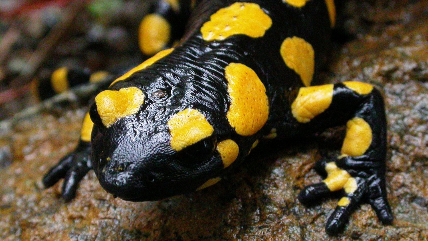 La Diputación edita la primera guía dedicada a anfibios y reptiles de la provincia