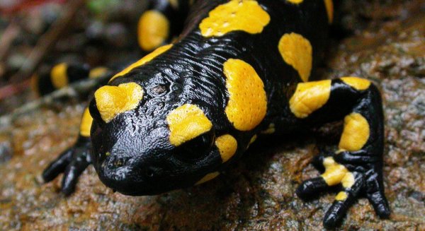 La Diputación edita la primera guía dedicada a anfibios y reptiles de la provincia