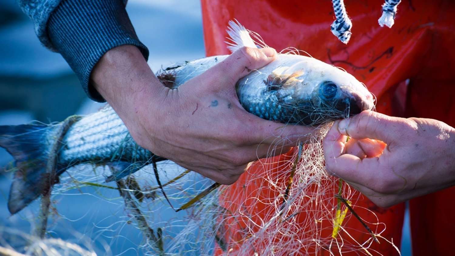 Aprobadas ayudas por un total de 9,5 millones de euros para la pesca y acuicultura andaluzas