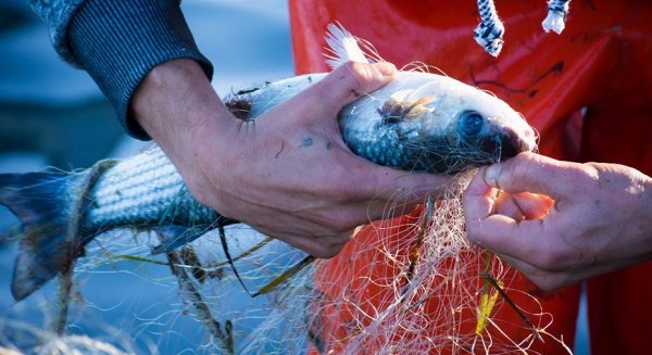 Aprobadas ayudas por un total de 9,5 millones de euros para la pesca y acuicultura andaluzas