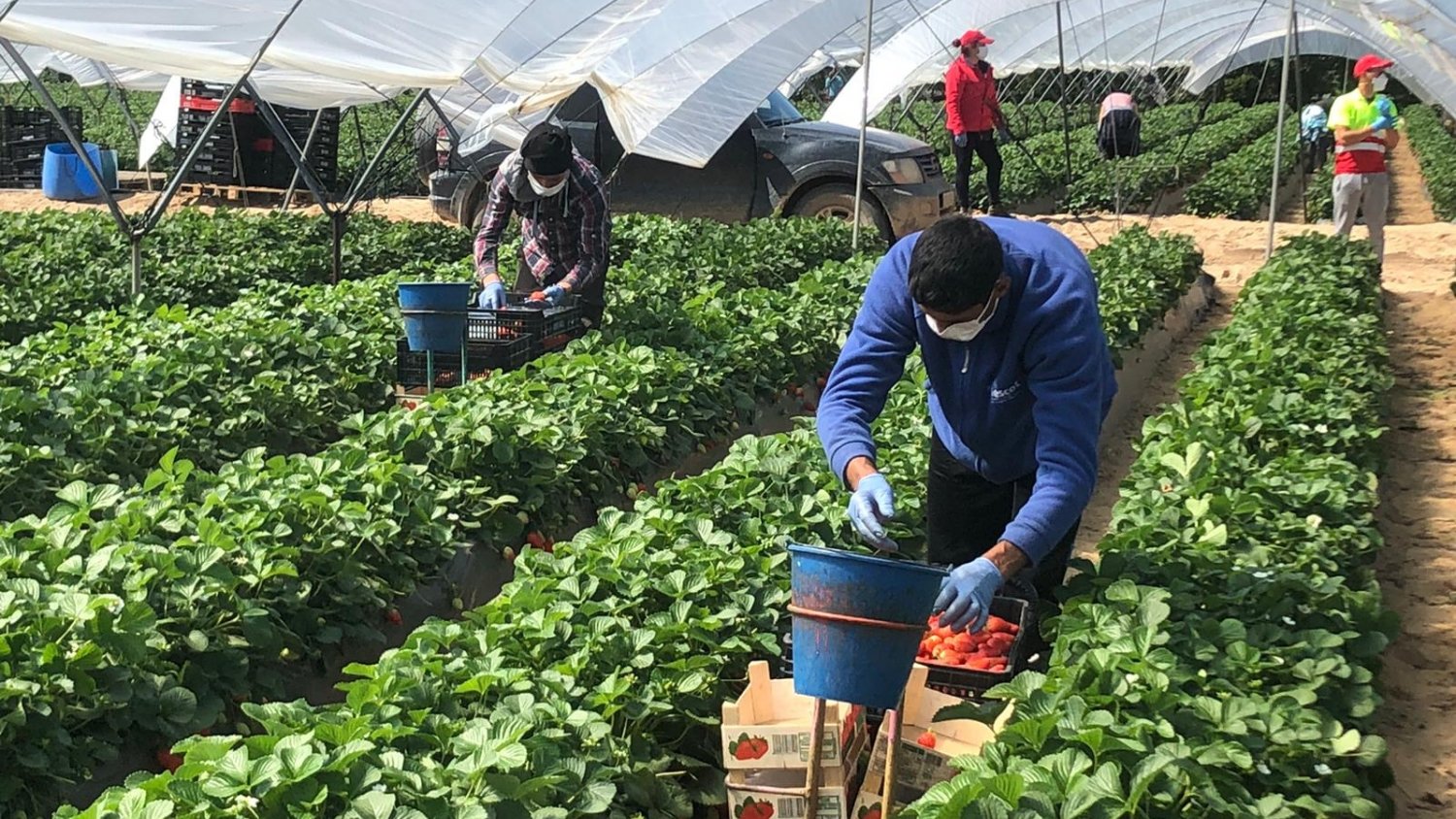La Junta destaca que agroindustria, ganadería y pesca son pilares de 