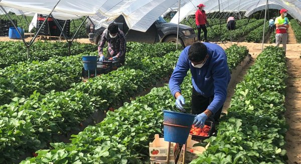 La Junta destaca que agroindustria, ganadería y pesca son pilares de 