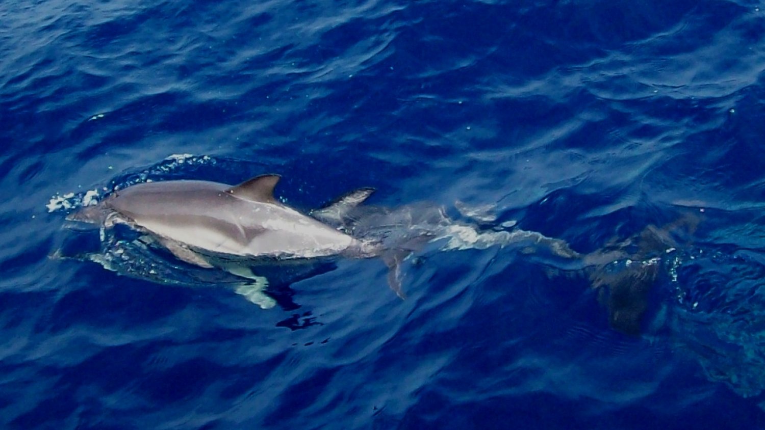 Una guía de la Diputación reúne 52 especies de mamíferos que pueden observarse en la provincia