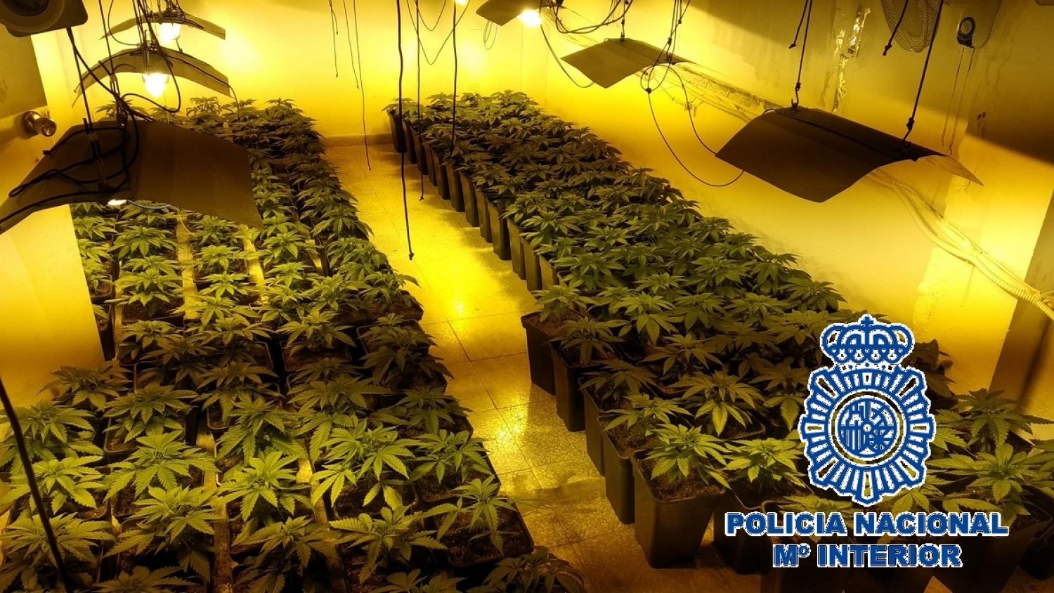 Incautan 475 plantas de marihuana en cinco viviendas de la barriada malagueña Monte Pavero