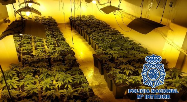 Incautan 475 plantas de marihuana en cinco viviendas de la barriada malagueña Monte Pavero