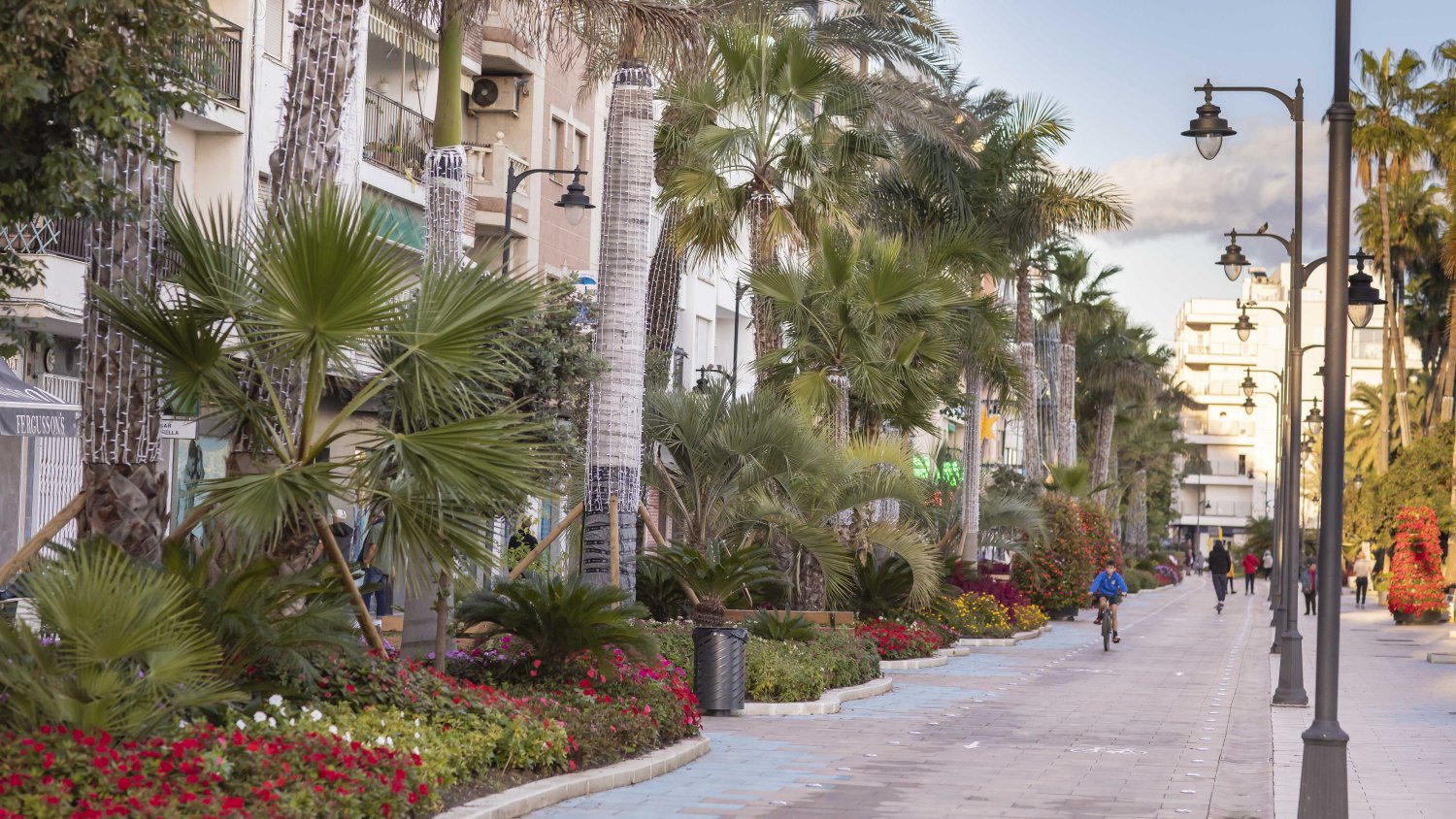 Estepona refuerza el embellecimiento floral con 37.000 plantas de Navidad