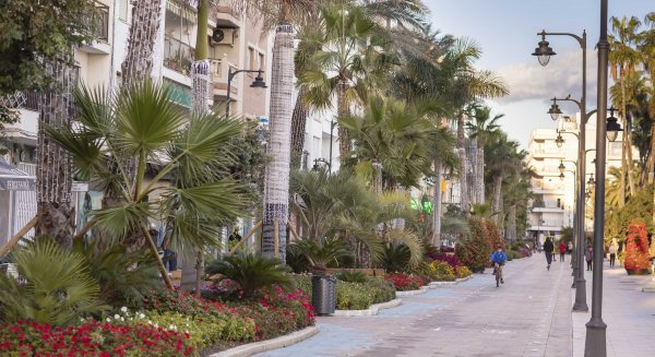 Estepona refuerza el embellecimiento floral con 37.000 plantas de Navidad