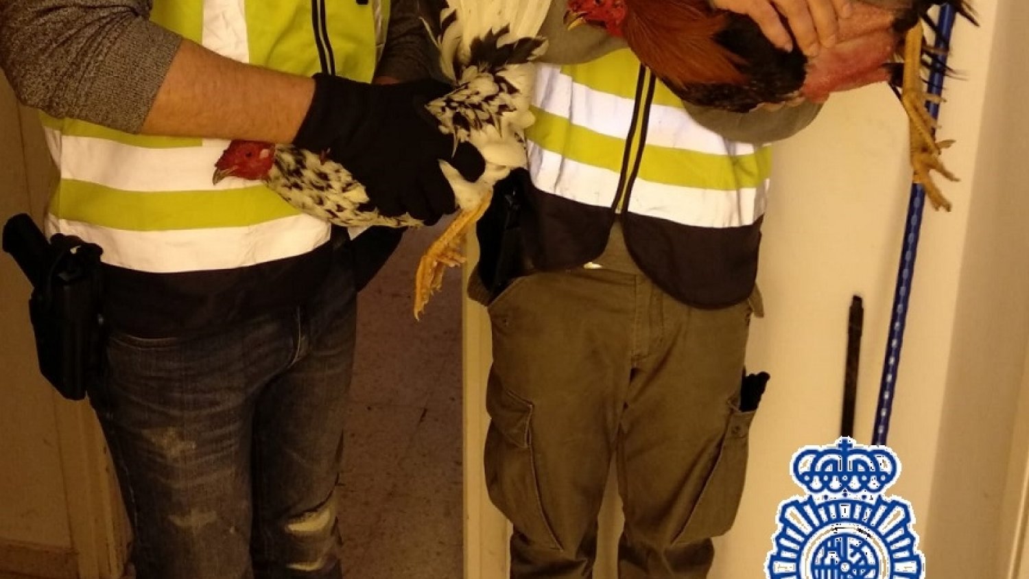 Detienen a nueve personas por la sustracción de gallos de peleas en zonas rurales de Málaga para su venta