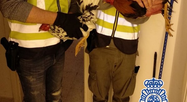 Detienen a nueve personas por la sustracción de gallos de peleas en zonas rurales de Málaga para su venta