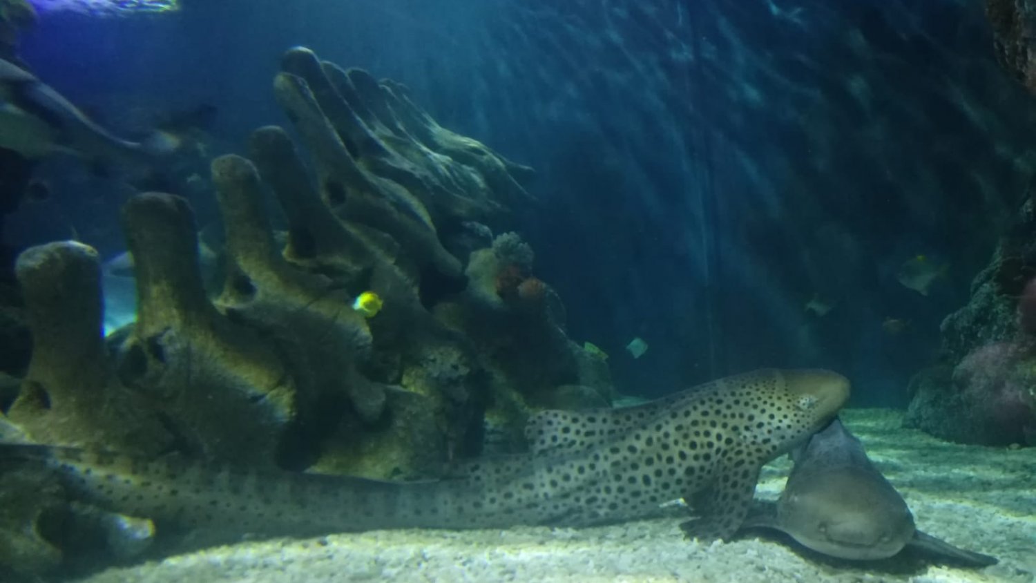 Sea Life Benalmádena invitará a parejas y familias a un San Valetín 