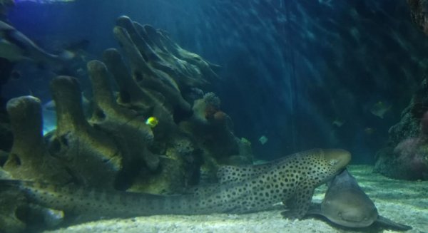 Sea Life Benalmádena invitará a parejas y familias a un San Valetín 
