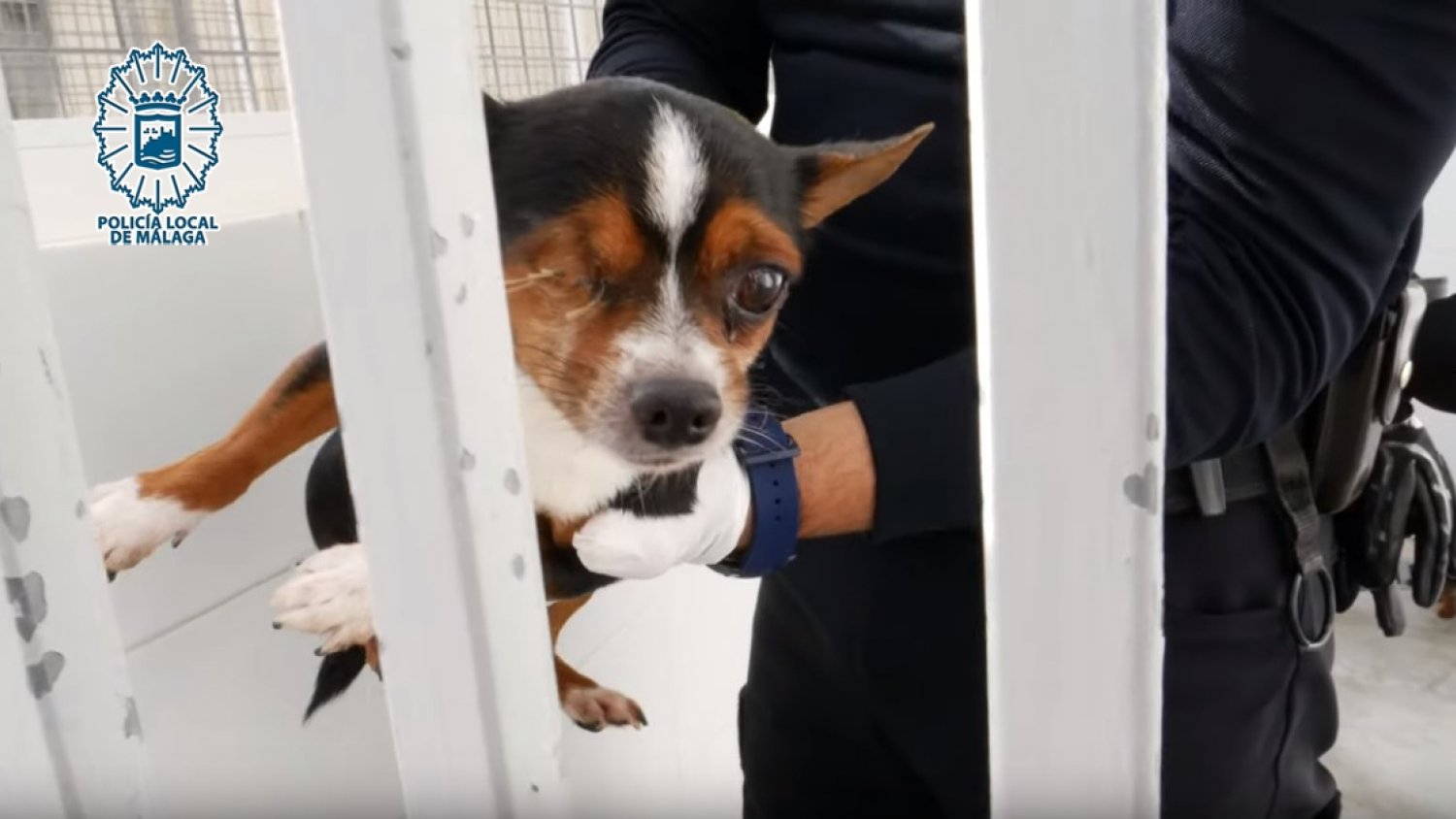 Investigan por presunto maltrato animal a un hombre que tenía 16 perros hacinados en un piso