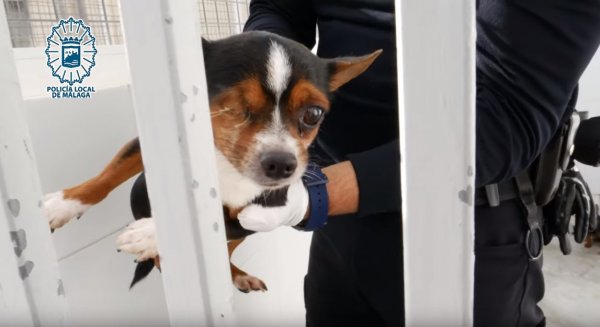 Investigan por presunto maltrato animal a un hombre que tenía 16 perros hacinados en un piso