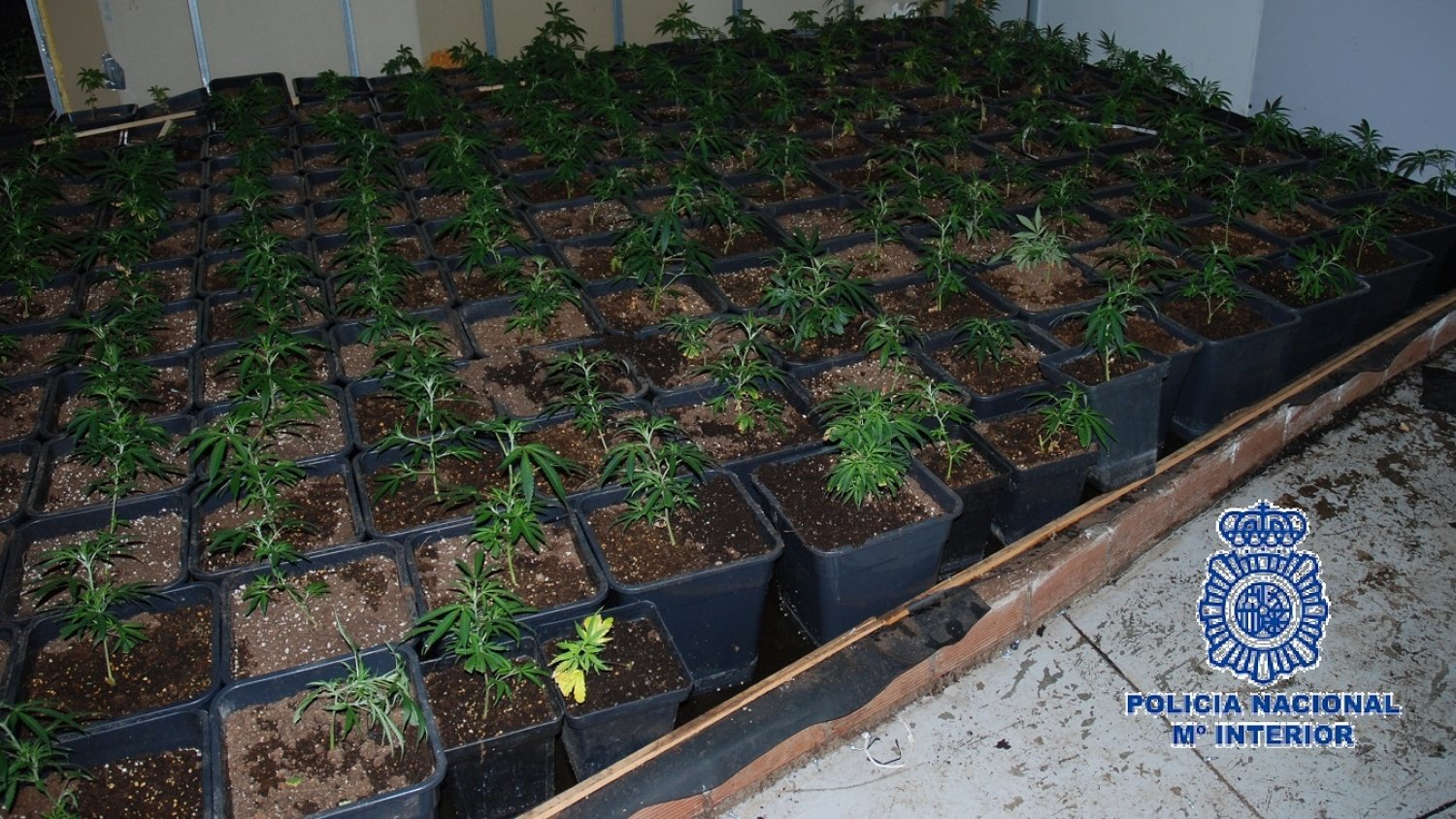 Intervienen una plantación de marihuana con 633 plantas en el garaje de una vivienda en Antequera