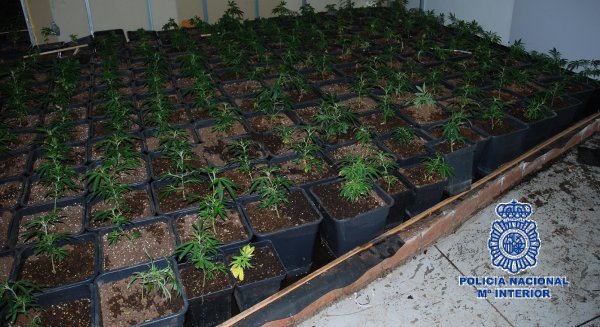 Intervienen una plantación de marihuana con 633 plantas en el garaje de una vivienda en Antequera