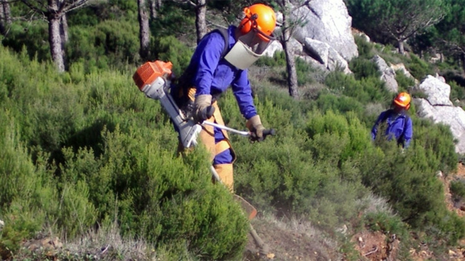 La Junta licita por 781.000 euros un proyecto de tratamientos silvícolas preventivos en Málaga