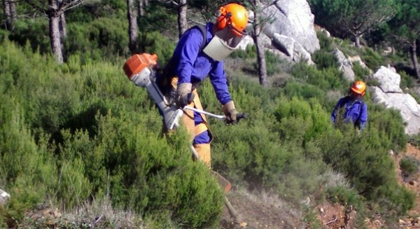 La Junta licita por 781.000 euros un proyecto de tratamientos silvícolas preventivos en Málaga
