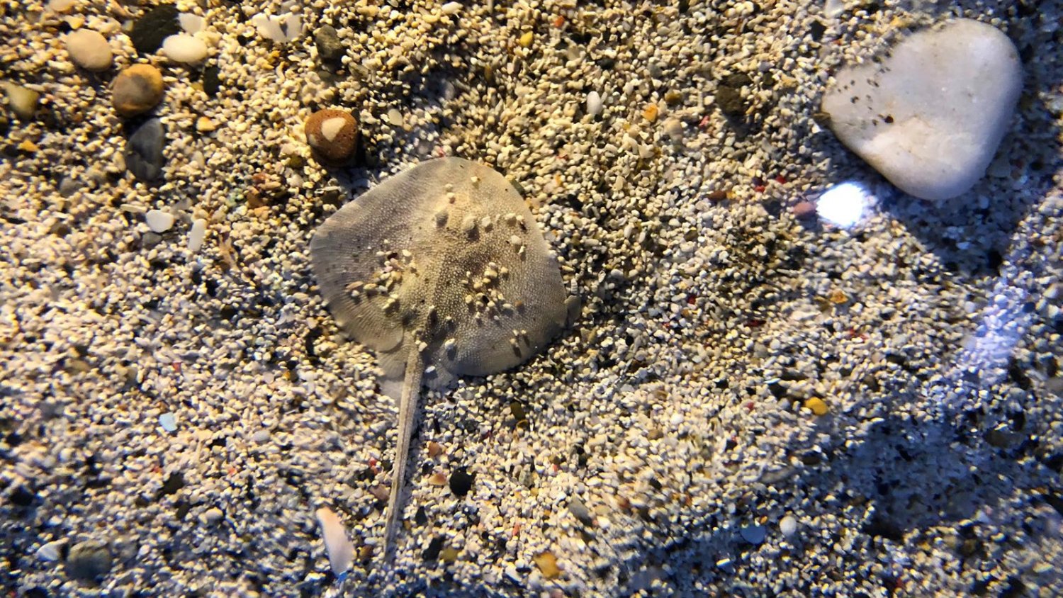 Sea Life bautiza a su nueva raya como 
