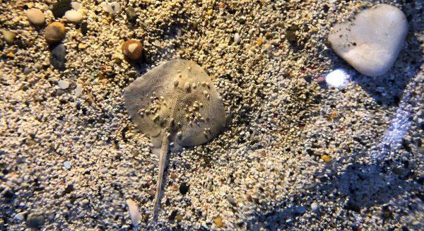 Sea Life bautiza a su nueva raya como 