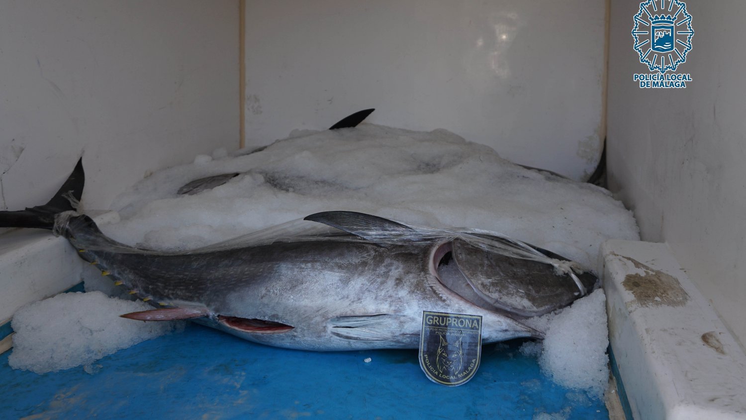 Decomisados cuatros atunes rojos que carecían de documentos de trazabilidad, captura, pesca o compra