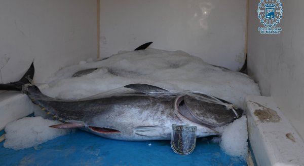 Decomisados cuatros atunes rojos que carecían de documentos de trazabilidad, captura, pesca o compra