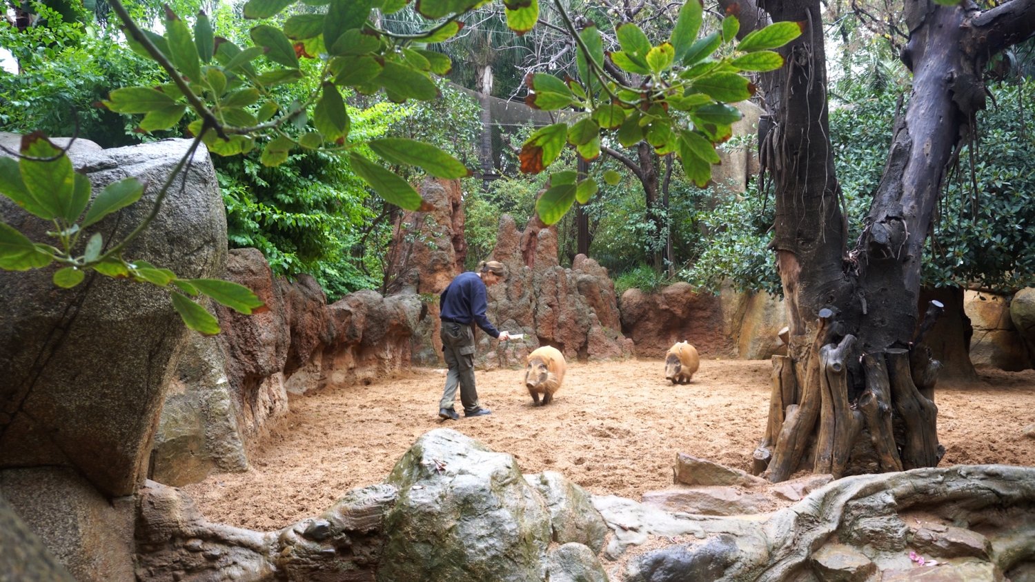 Bioparc Fuengirola adapta las dietas de los animales para afrontar el frío invierno