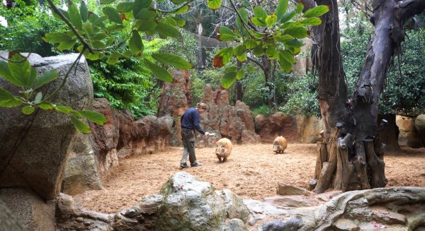 Bioparc Fuengirola adapta las dietas de los animales para afrontar el frío invierno