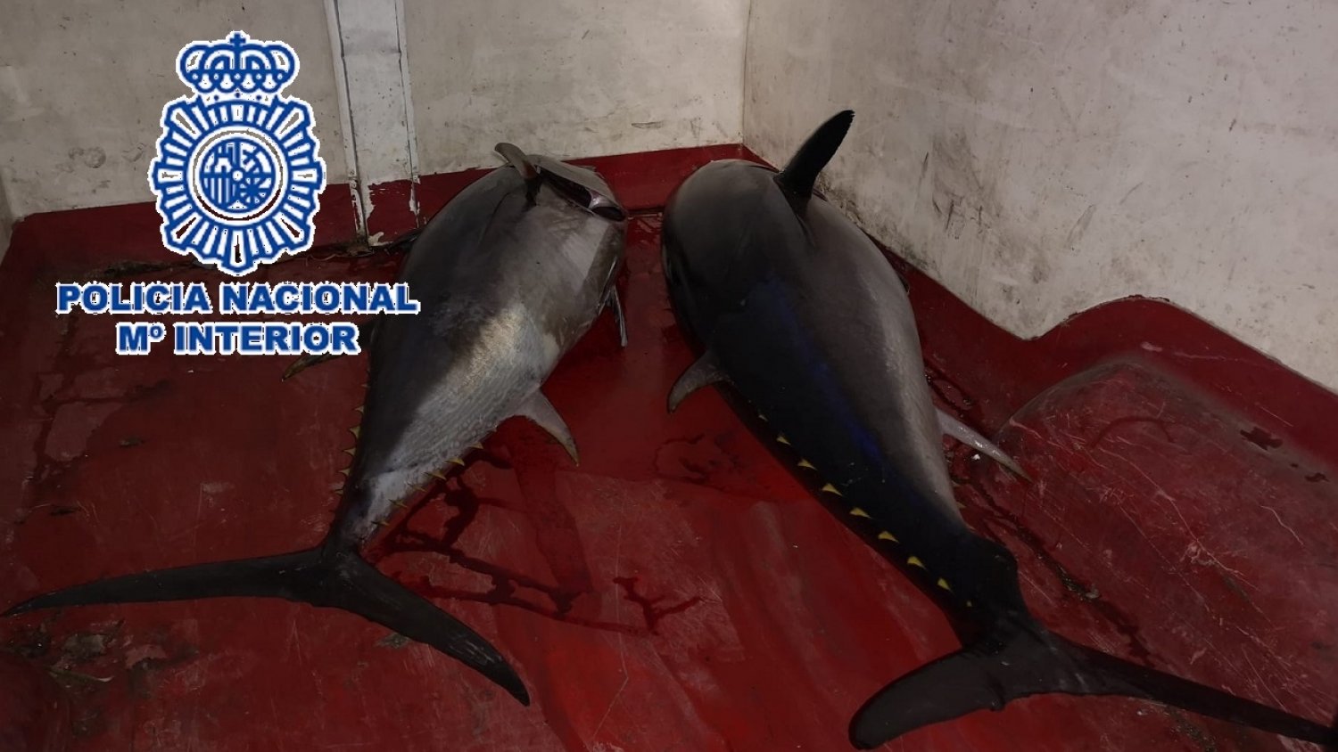 Incautan en Estepona dos atunes rojos que eran transportados sin cumplir las condiciones de salubridad