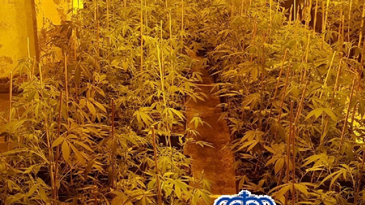 Detienen a dos hombres en Mijas dedicados al cultivo de marihuana para su posterior venta al menudeo