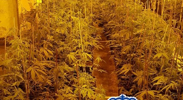Detienen a dos hombres en Mijas dedicados al cultivo de marihuana para su posterior venta al menudeo