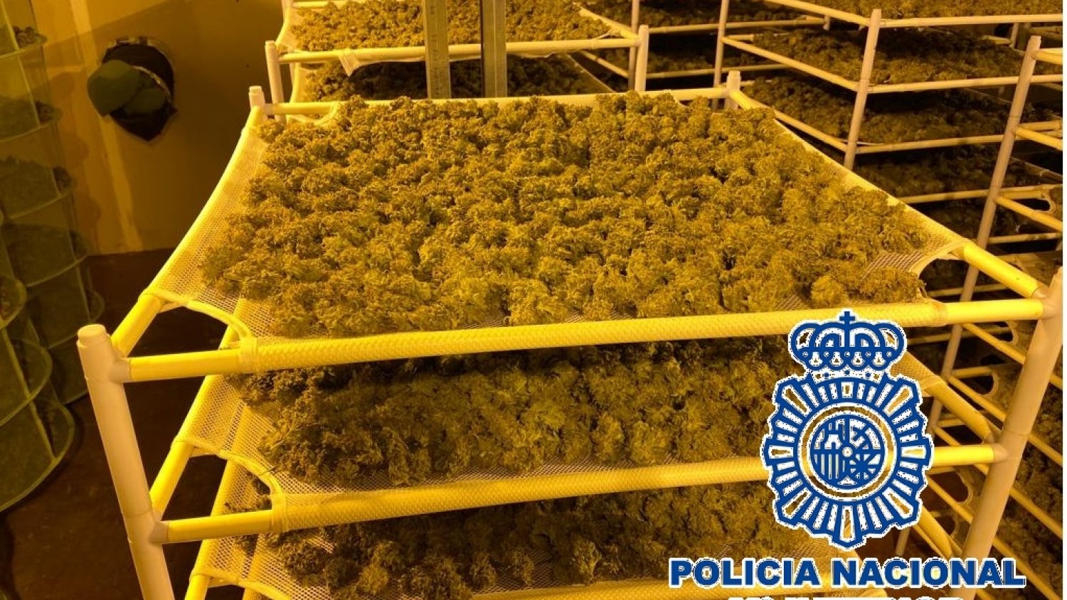 Desmantelan un laboratorio-invernadero de marihuana en una nave industrial del polígono La Azucarera en Antequera