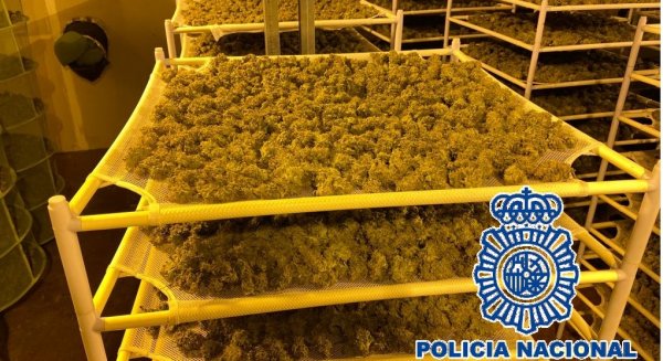 Desmantelan un laboratorio-invernadero de marihuana en una nave industrial del polígono La Azucarera en Antequera
