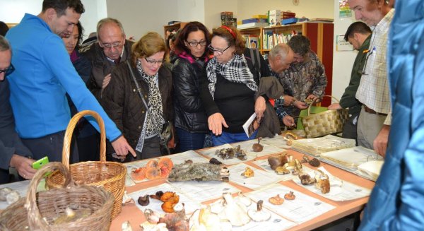 Monda celebra sus X jornadas micológicas con recolección de setas, charlas y talleres de maridaje