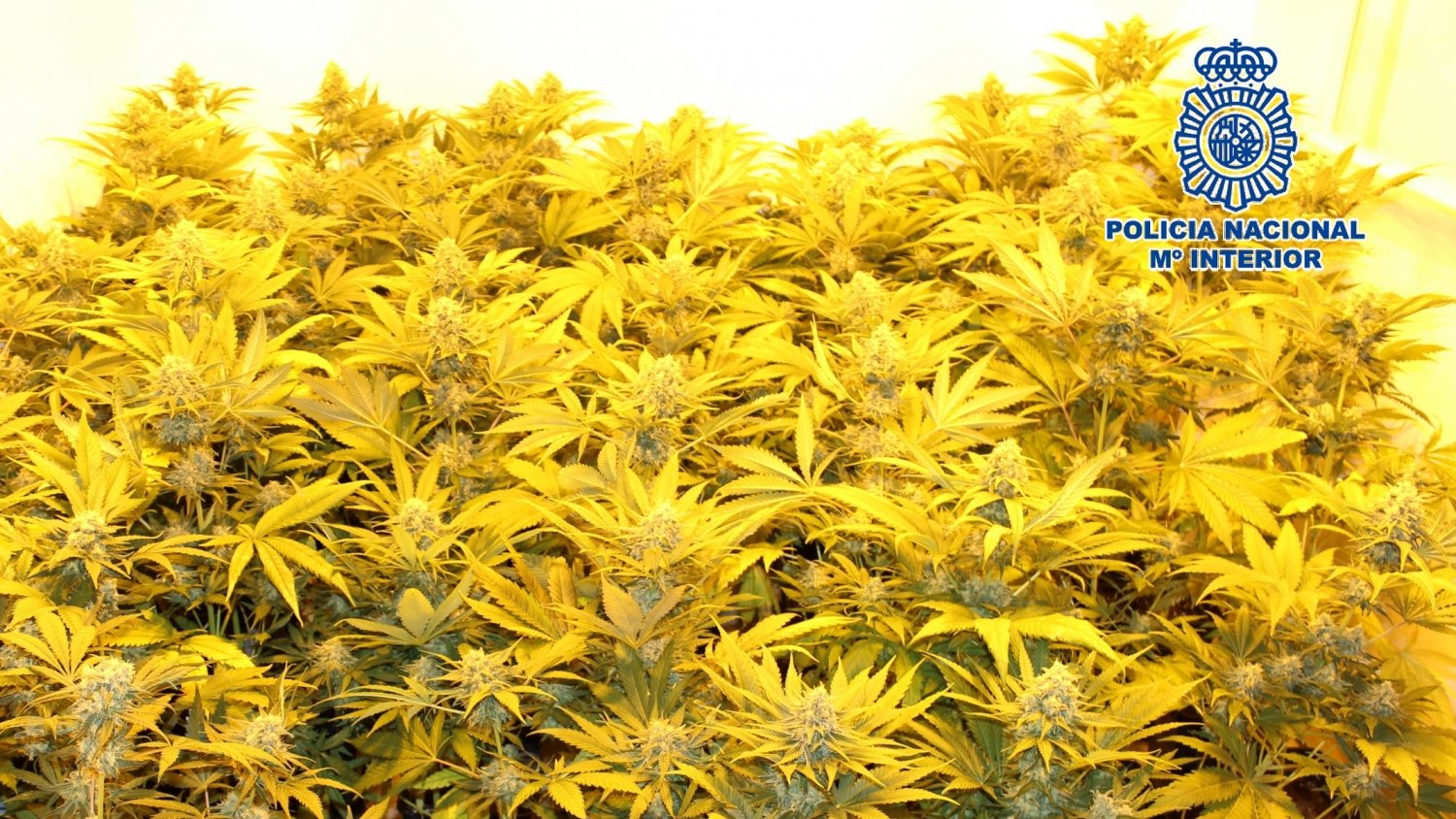 Detienen a dos personas por plantar marihuana en el interior de una vivienda en la barriada de El Palo