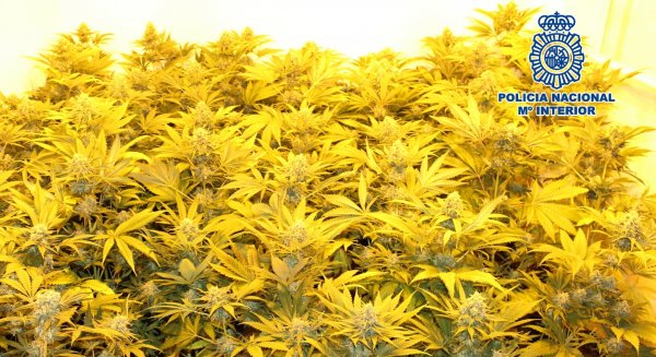 Detienen a dos personas por plantar marihuana en el interior de una vivienda en la barriada de El Palo