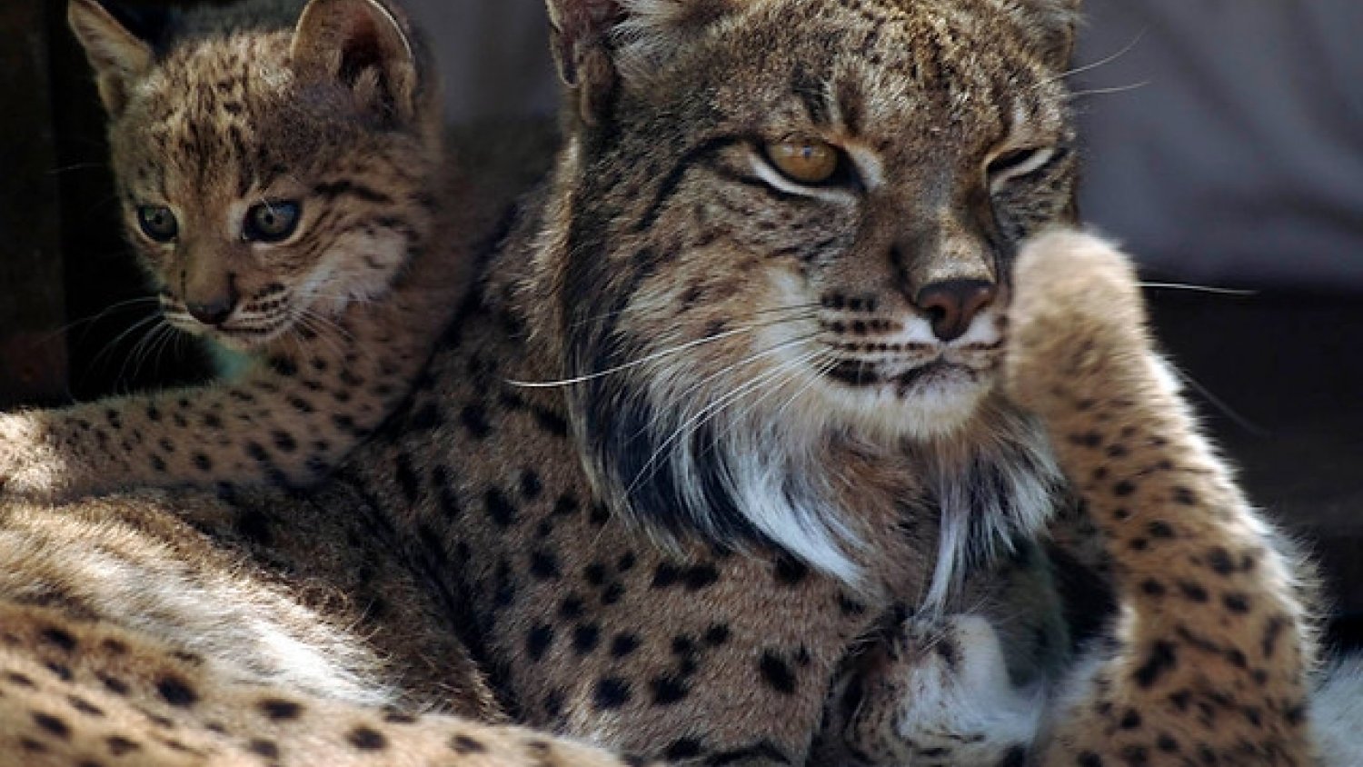 La Comisión Europea acepta el nuevo proyecto liderado por la Junta para la conservación del lince ibérico
