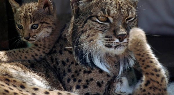 La Comisión Europea acepta el nuevo proyecto liderado por la Junta para la conservación del lince ibérico