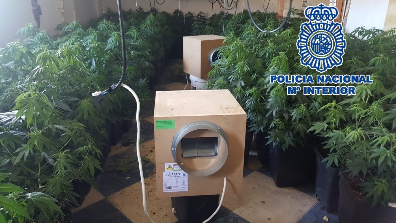 Desmantelan una plantación clandestina con 303 plantas de marihuana en una vivienda de Las Albarizas