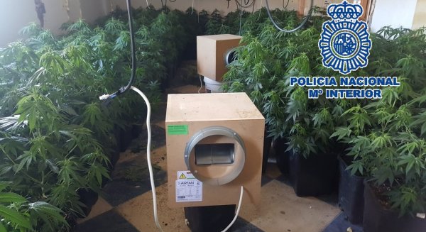 Desmantelan una plantación clandestina con 303 plantas de marihuana en una vivienda de Las Albarizas