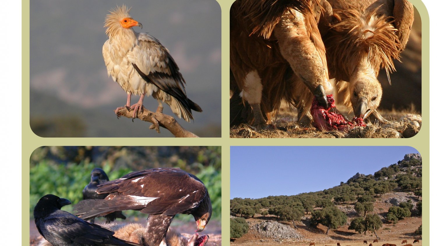 La Diputación organiza nuevas actividades formativas para promocionar la observación de aves