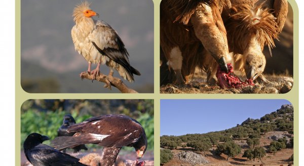 La Diputación organiza nuevas actividades formativas para promocionar la observación de aves
