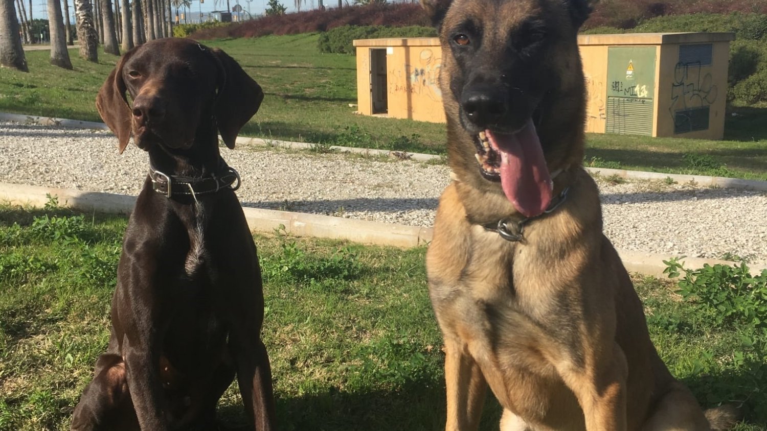 Detienen a un hombre por estafar a otro en la compraventa de un perro a través de Internet