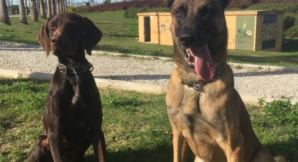 Detienen a un hombre por estafar a otro en la compraventa de un perro a través de Internet