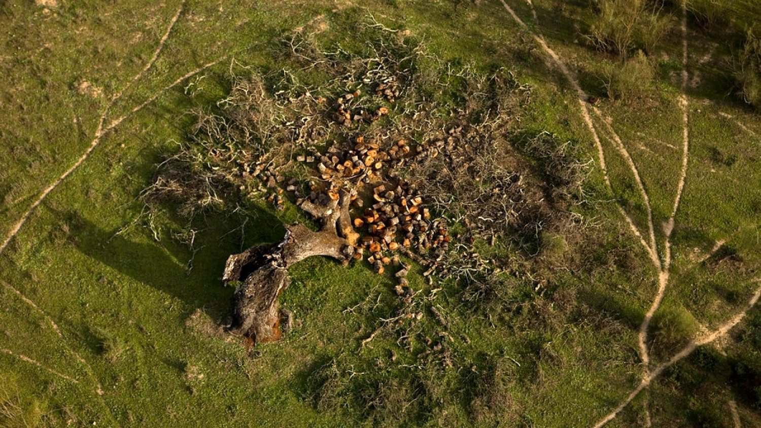 La Junta amplía el plazo de solicitud de ayudas para incrementar el valor medioambiental de los ecosistemas forestales