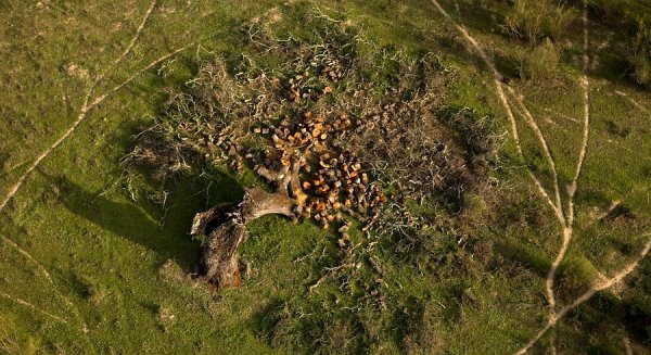 La Junta amplía el plazo de solicitud de ayudas para incrementar el valor medioambiental de los ecosistemas forestales