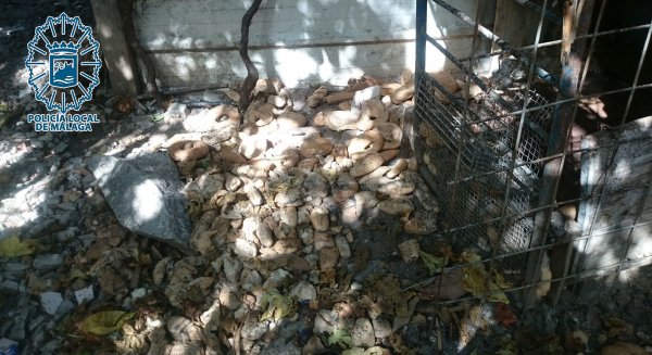 La Policía Local investiga a un hombre como presunto autor de un delito de abandono animal